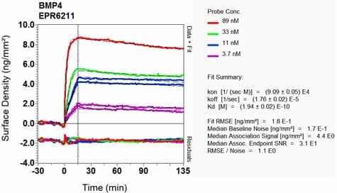 Anti-BMP4 antibody [EPR6211](AB124715)