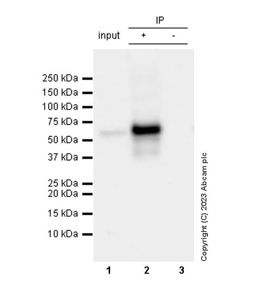 Anti-Tyrosine Hydroxylase antibody [RM1085](AB315252)