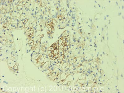 Anti-alpha 1 Sodium Potassium ATPase antibody [464.6](AB7671)