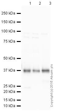 HRP Anti-Synaptophysin antibody [YE269](AB195520)