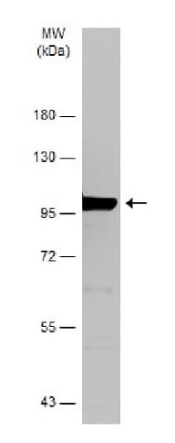 Anti-Dynamin 2 antibody(AB227192)