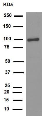 Anti-Calnexin antibody [EPR3633(2)] - ER Membrane Marker(AB133615)
