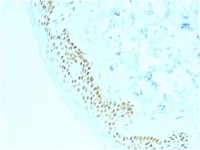 Anti-p63 antibody [TP63/2428](AB238080)
