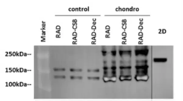 Anti-Collagen I antibody [EPR7785](AB138492)