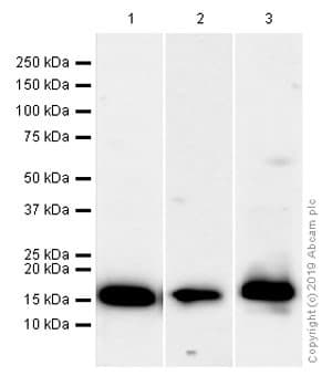 Anti-Histone H3 (acetyl K14) antibody [EP964Y] - ChIP Grade(AB52946)