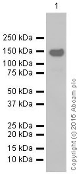 Mybpc3 Antibody Epr30082 Ab108522  Western Blot Img5220