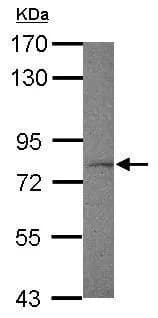 Fxr1 Antibody Ab155124  Western Blot Img421658