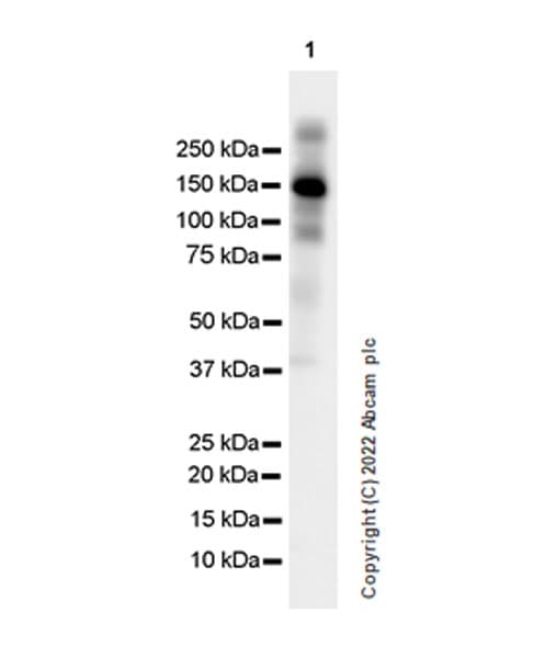 Anti-F4/80 antibody [EPR26545-166](AB300421)