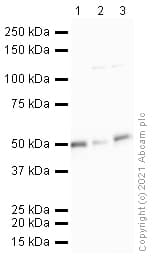 Anti-Parkin antibody [PRK8](ab77924)