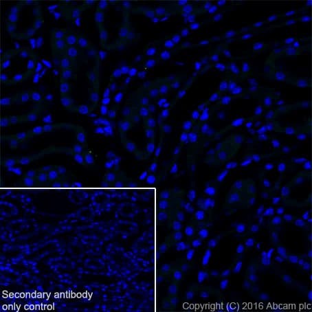 Anti-MAP2 antibody [EPR19691](AB183830)