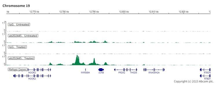 Anti-Smad2 + Smad3 antibody [EPR19557-4] - ChIP Grade(AB202445)