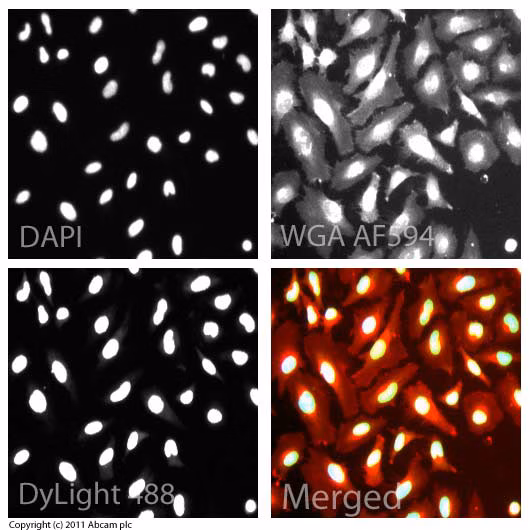 Histone H3 Tri Methyl K9 Antibody Chip Grade Ab8898 Immunocytochemistry Immunofluorescence Img44568