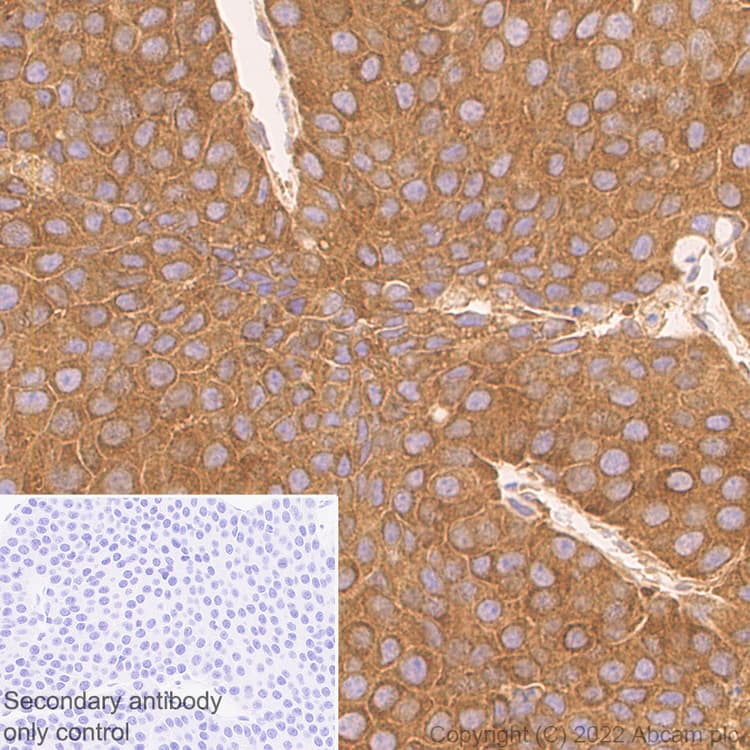 Anti-ATG12 antibody [EPR27485-89] - BSA and Azide free(AB303489)
