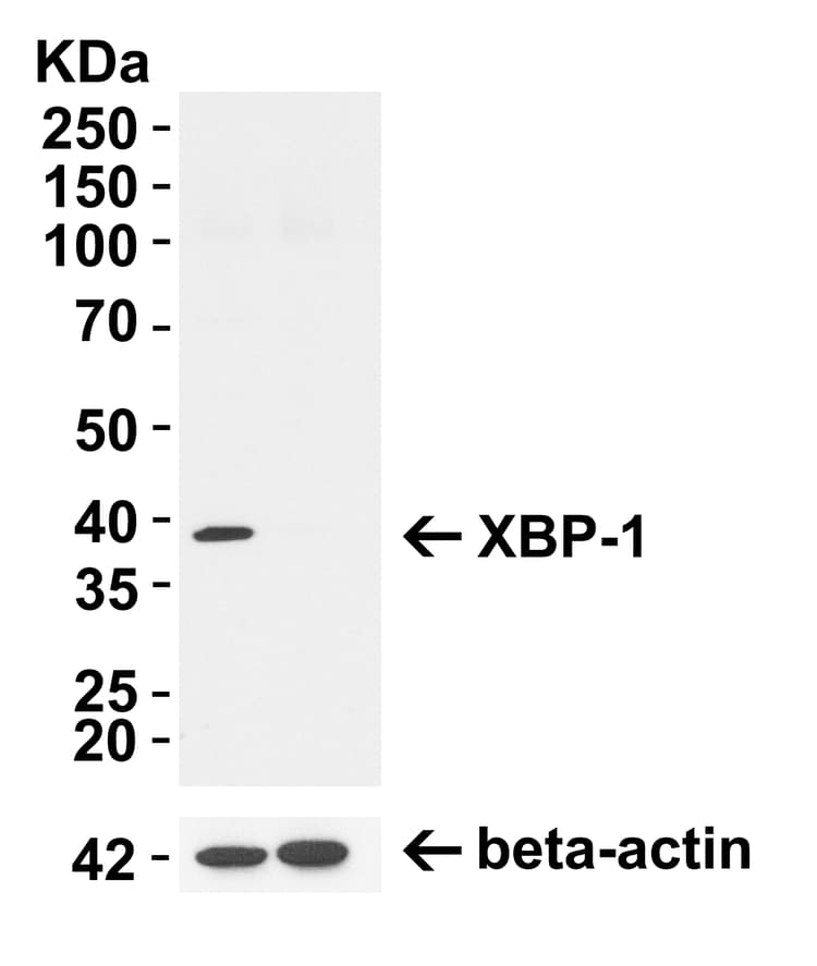 Anti-XBP1 antibody(AB37152)