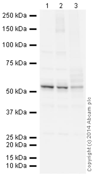 HRP Anti-Calreticulin antibody [EPR3924] - ER Marker(AB195511)