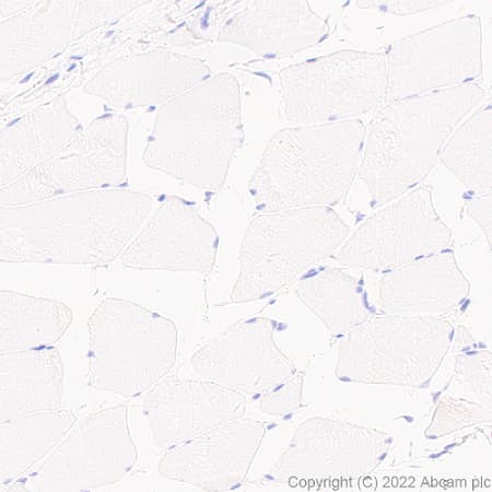 Anti-xCT antibody [EPR27115-64](AB307601)