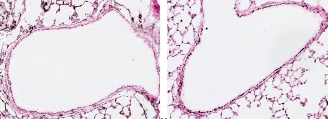 Anti-gamma H2A.X (phospho S139) antibody [3F2](AB22551)