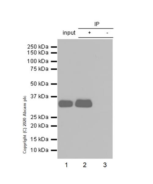 Anti-Apolipoprotein E antibody [EP1374Y](AB52607)