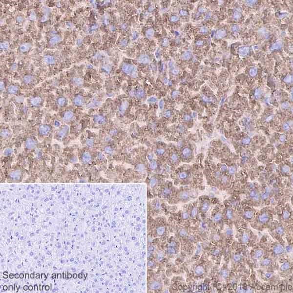 Anti-Calreticulin antibody [EPR3924] - ER Marker(AB92516)