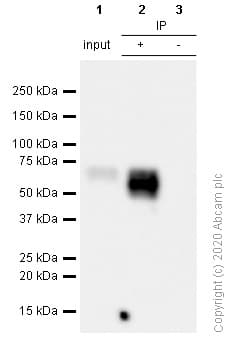 Anti-4R Tau antibody [EPR21725](ab218314)