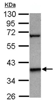 Anti-LHX5 antibody(AB127545)