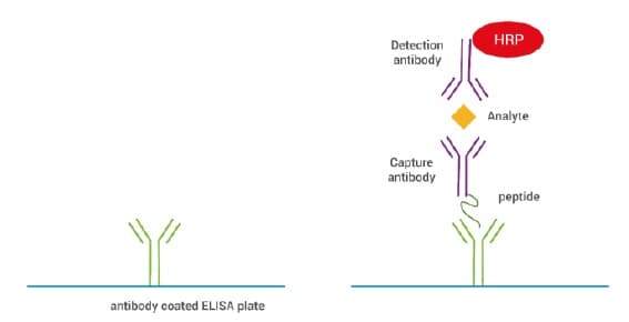SimpleStep ELISA® Custom ELISA Kit(AB270552)
