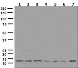 Anti-Histone H2A.Z antibody [EPR6172] - ChIP Grade(AB124793)
