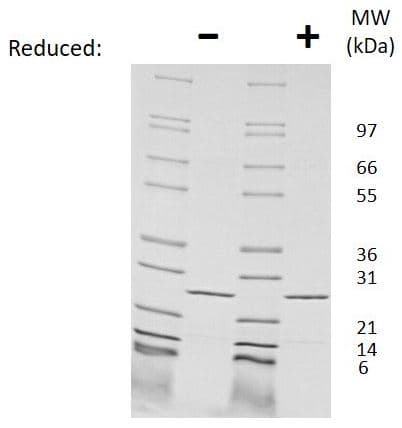 Ab269237  Sds Page Img85169