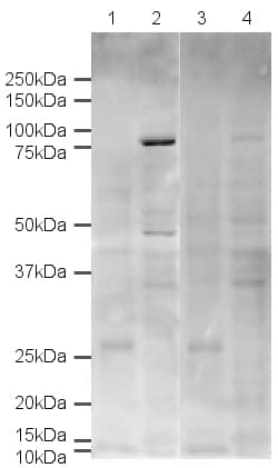 Anti-DDX4 / MVH antibody(AB13840)
