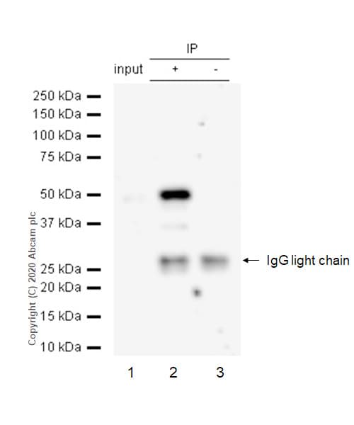 Caspase 5 Antibody Ep876y Bsa And Azide Free Ab247301  Immunoprecipitation Img10443