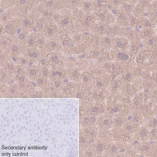 Anti-UFM1 antibody [EPR4264(2)] - BSA and Azide free(AB232570)