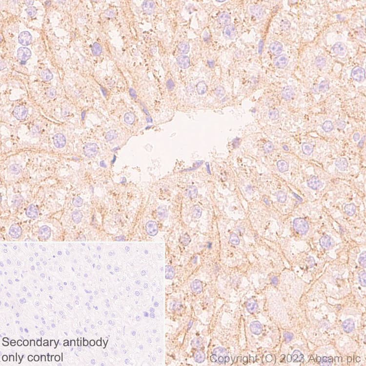 Anti-Apolipoprotein B-100 antibody [EPR19946-175](AB315265)