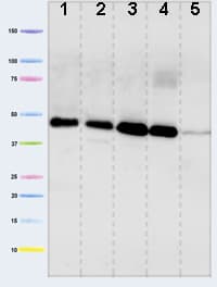 Anti-PDHA1 antibody [9H9AF5](AB110330)