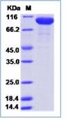 Recombinant Human Complement factor B protein (His tag)(ab276729)