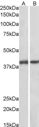 Anti-GNAQ antibody(AB113429)