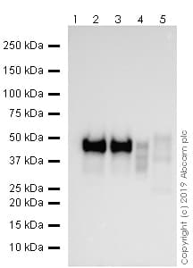Pax5 Antibody 1h9 Ab211293  Western Blot Img4075