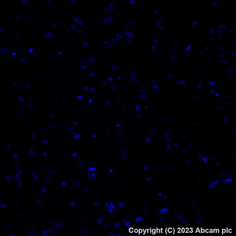 Alexa Fluor 647 Trpv1 Antibody Epr25057 67 Ab313673  Immunohistochemistry Formalin Pfa Fixed Paraffin Embedded Sections Img418127