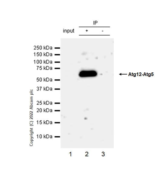 Anti-ATG12 antibody [EPR27485-89] - BSA and Azide free(AB303489)