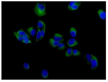 Vamp2 Antibody Epr12790 Bsa And Azide Free Ab214590  Immunocytochemistry Immunofluorescence Img92811