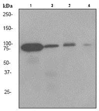 Gtpbp4 Nog1 Antibody Epr3500 Ab92342  Western Blot Img111505