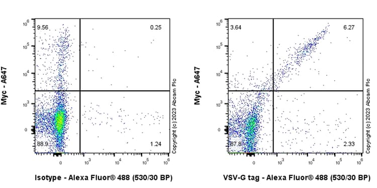 Anti-VSV-G tag antibody [EPR28362-204](AB309106)