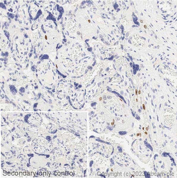 Anti-c-Fos antibody [2H2](AB208942)