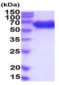 Recombinant mouse Alkaline Phosphatase, Tissue Non-Specific protein (Active)(ab222955)