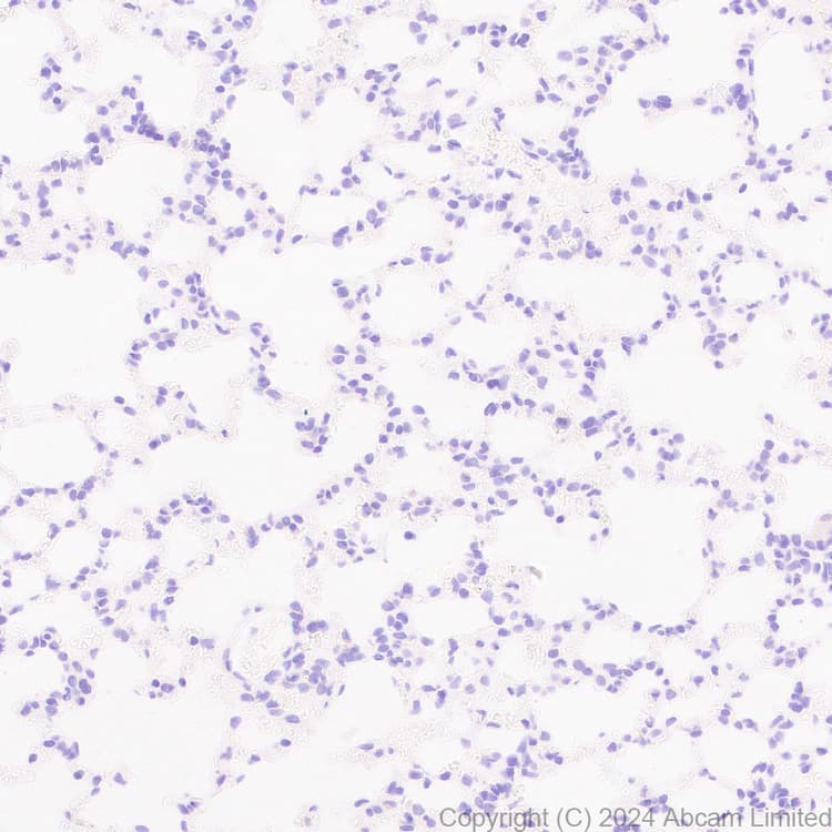 Pmca2 Antibody Epr28923 56 Bsa And Azide Free Ab319151  Immunohistochemistry Formalin Pfa Fixed Paraffin Embedded Sections Img435220