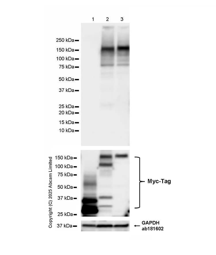 Anti-CRISPR-Cas9 antibody [EPR18991] - BSA and Azide free(AB232379)