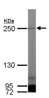 Anti-MYH1 antibody(AB127539)