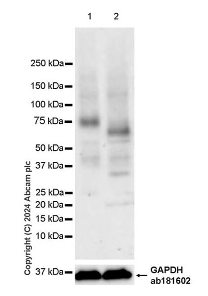 Anti-VAChT antibody [EPR29154-71](AB317452)