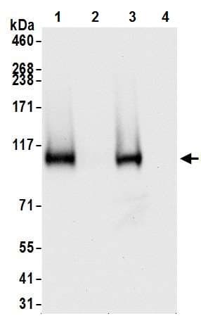 Anti-HIF-1 alpha antibody [BL-124-3F7](AB243860)