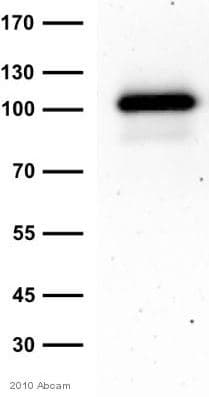 Anti-GM130 antibody [EP892Y] - cis-Golgi Marker(AB52649)