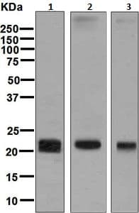 Anti-Claudin 5 antibody [EPR7583](AB131259)
